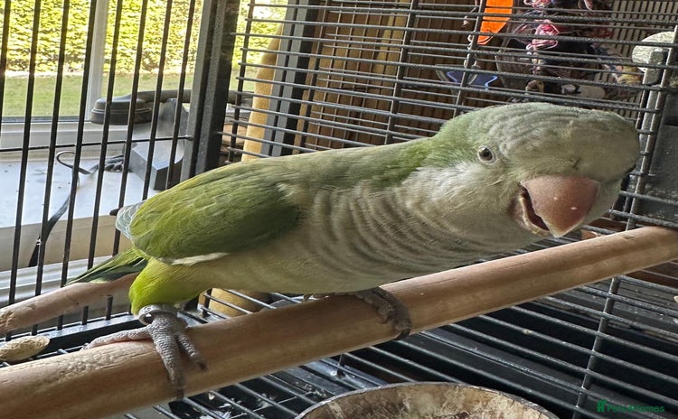 Parakeets birds - Advert 1