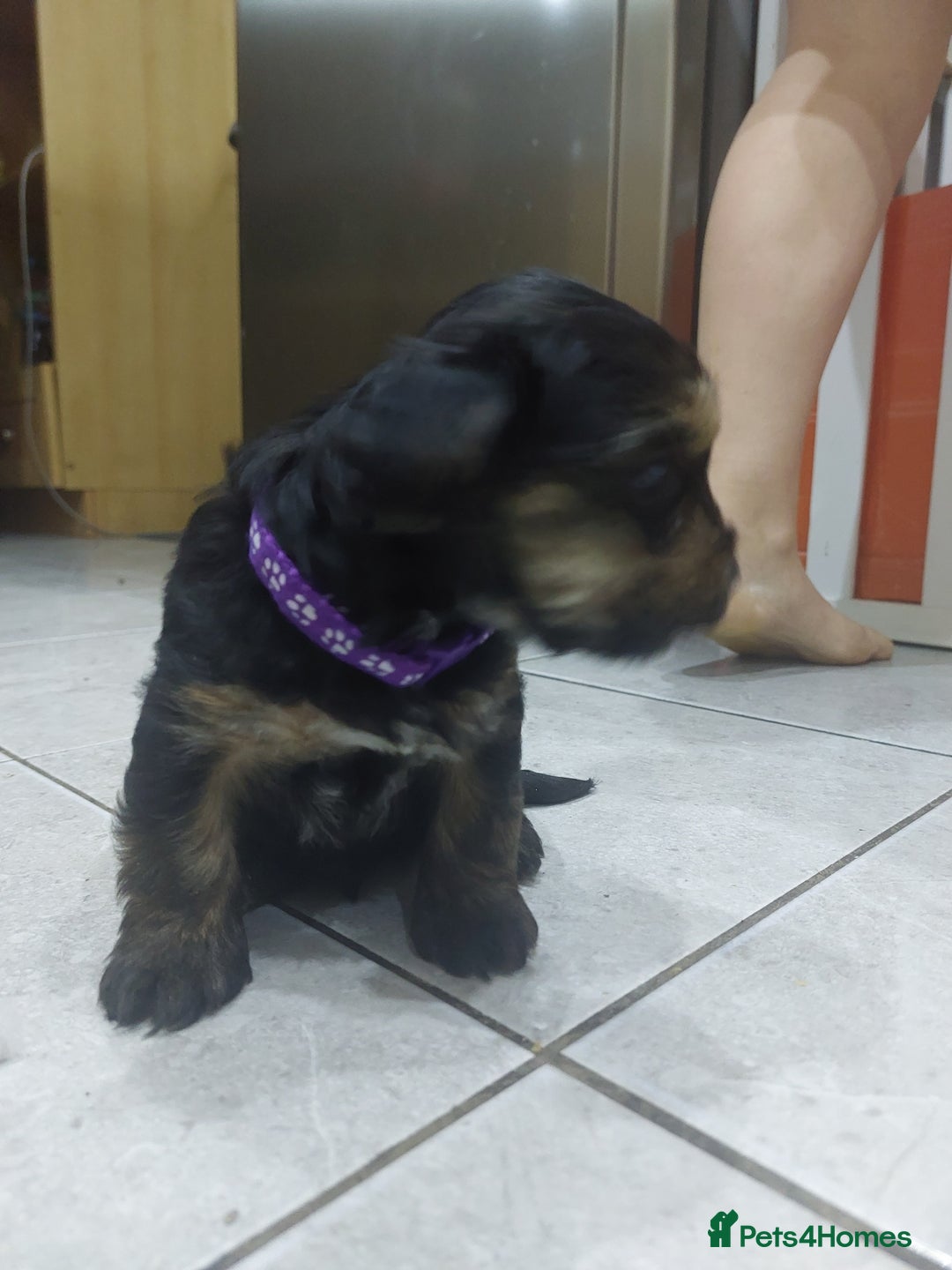 Yorkshire Terrier dogs for sale: Adorable 2 male of Yorkshire Terrier  - Advert 5