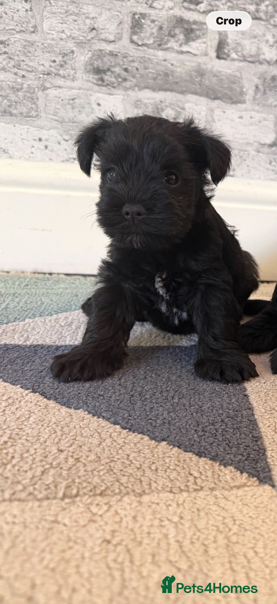 Miniature Schnauzer dogs Beauiful miniature schnauzer puppies available  - Advert 7