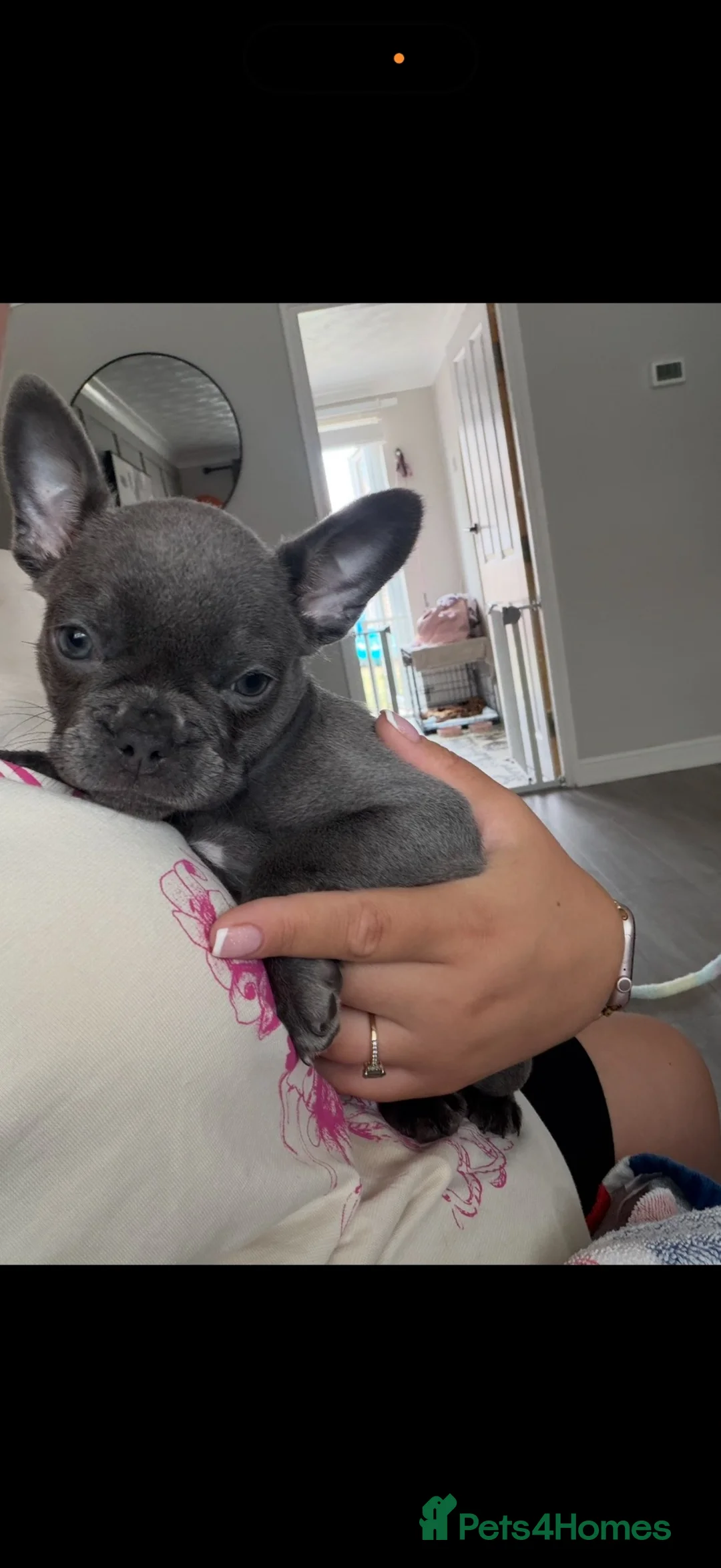 French Bulldog dogs for sale: French bulldog puppy  - Advert 2