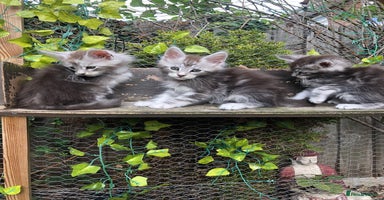 Maine Coon cats - Advert 9