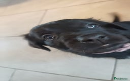 Mixed Breed dogs for sale: Rare black golden cocker puppies - Image 17