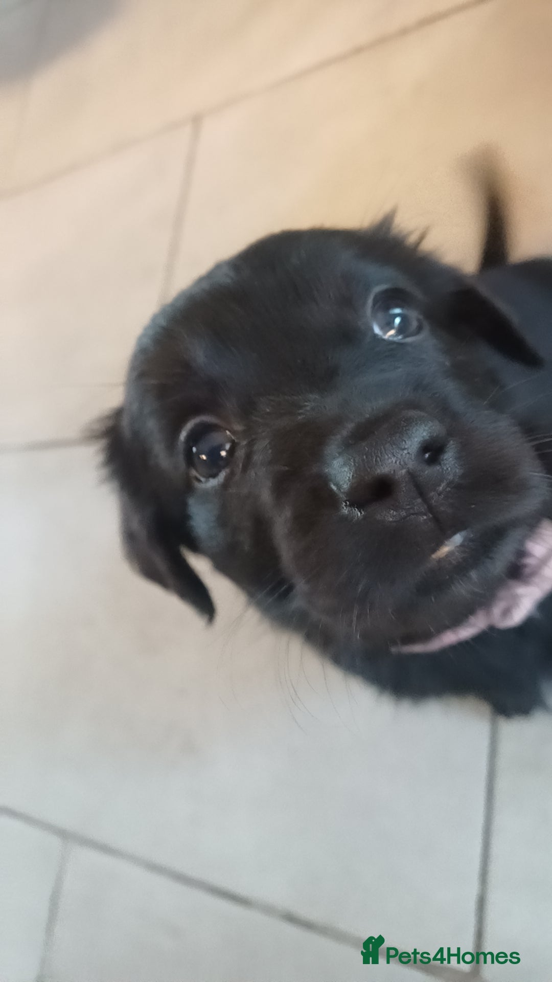 Mixed Breed dogs for sale: Rare black golden cocker puppies - Image 17