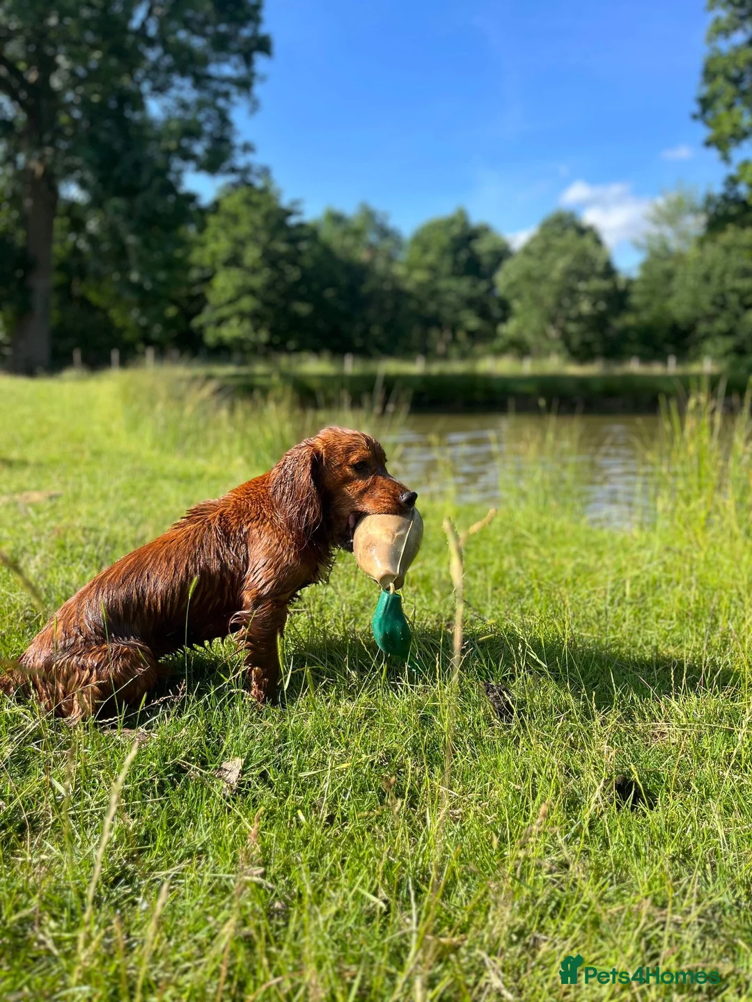 Cocker Spaniel dogs for stud: Fully health tested KCdark red working cocker stud - Advert 14