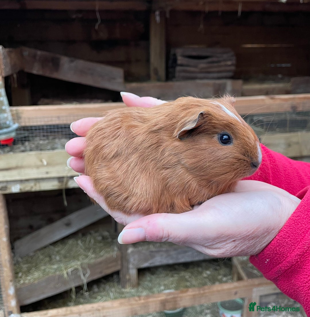 Guinea Pig rodents for sale: LOVELY BONDED BABY GUINEA PIGS - Advert 2