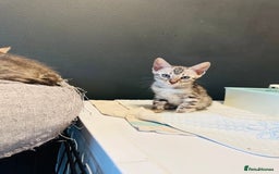 Bengal cats for sale: Pure breed bengals  - Image 2