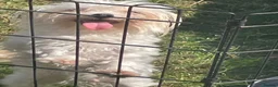 Mixed Breed dogs for sale: Mocha and babychino  - Advert 6