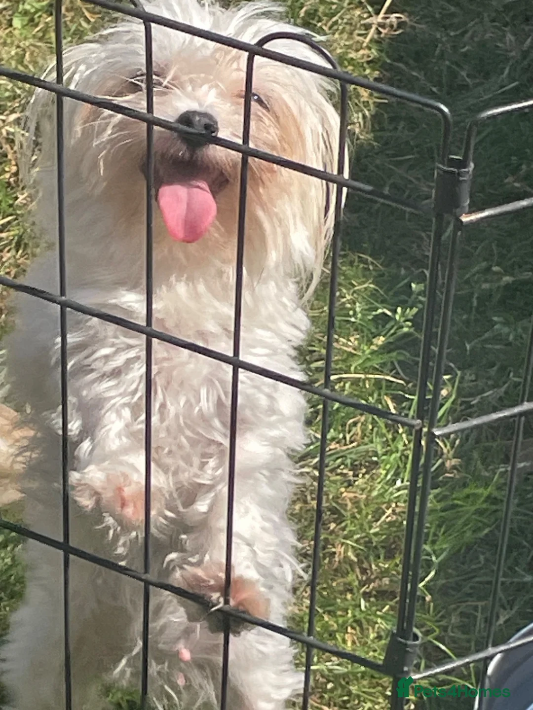 Mixed Breed dogs for sale: Mocha and babychino  - Advert 6