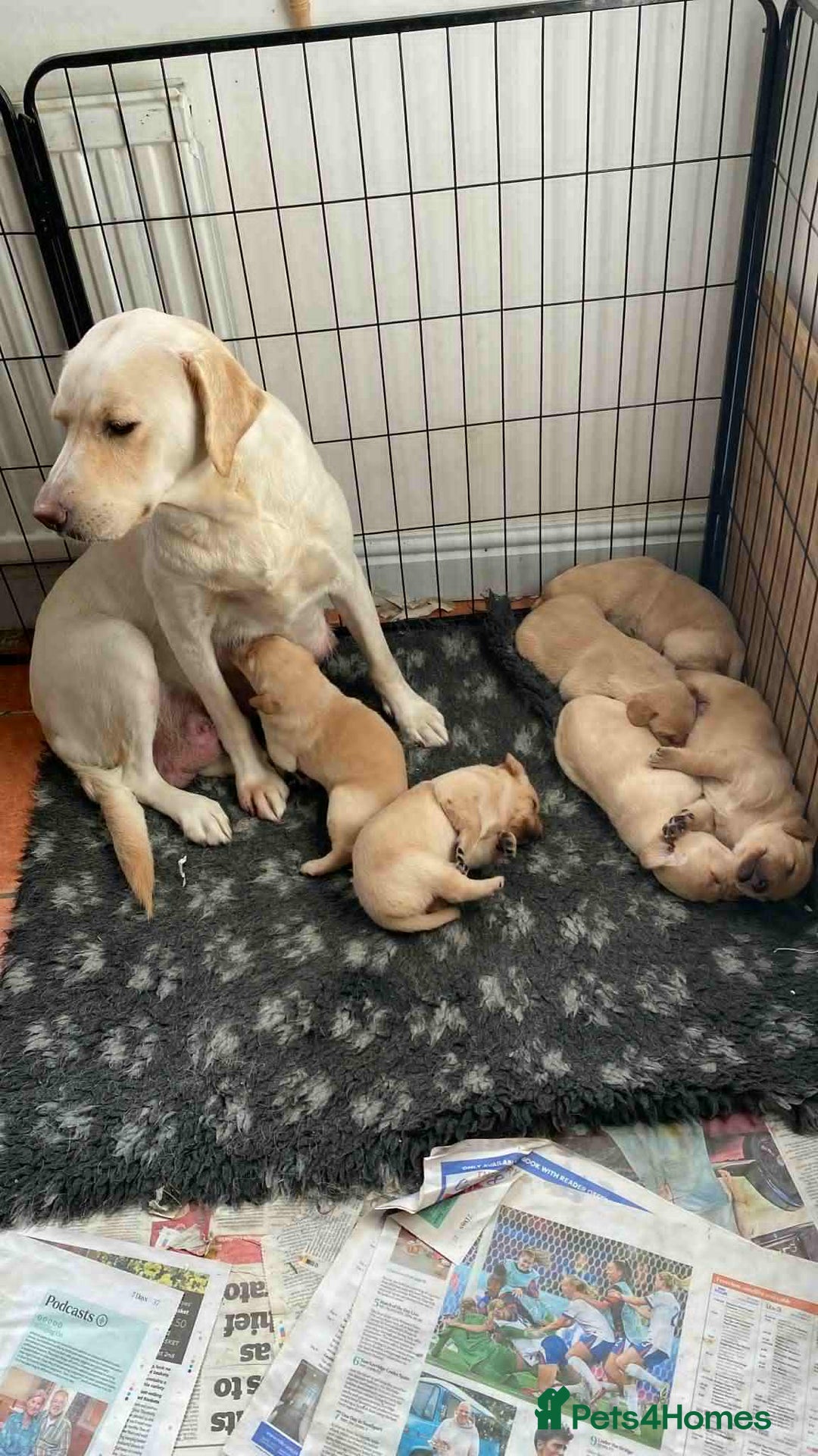 Labrador Retriever dogs for sale: Beautiful K.C registered bitch puppy - Advert 2