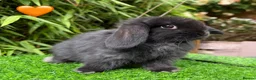 Mini Lop rabbits for sale: Beautiful Mixed Baby Minilops  - Advert 7