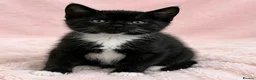 European cats for sale: Kittens  - Advert 3