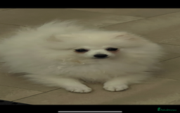 Pomeranian dogs for sale: KC White Ted  extra small Toy  Pom’ 💕 . in Saffron Walden - Image 16