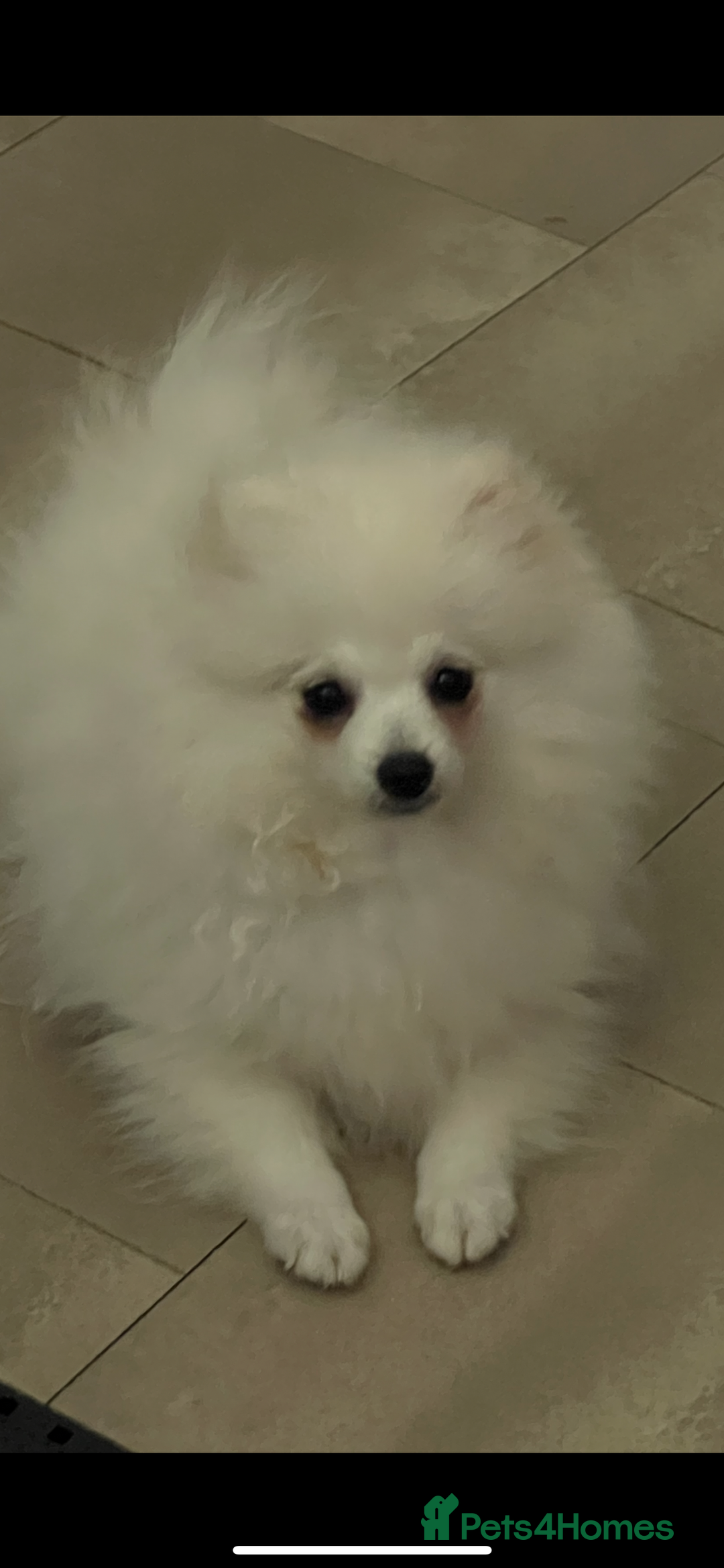 Pomeranian dogs for sale: KC White Ted  extra small Toy  Pom’ 💕 . in Saffron Walden - Image 16