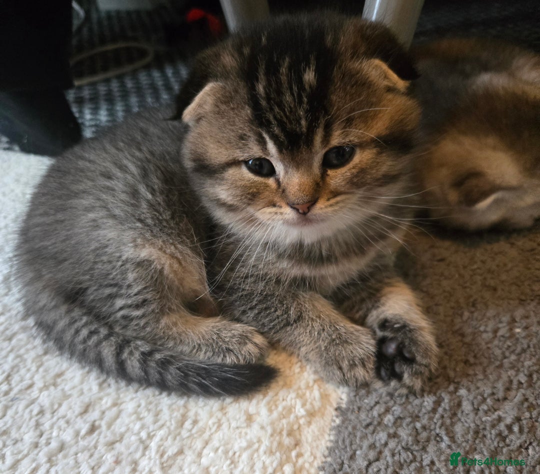 Scottish Fold cats for sale: scottish fold kittens for sale - Advert 11
