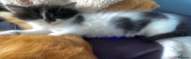 Mixed Breed Kitten 2