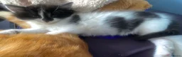 Mixed Breed cats for sale: 3 beautiful kittens in dartford - Advert 3