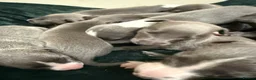 Whippet dogs for sale: Beautiful blue whippets in Kilgetty - Advert 7