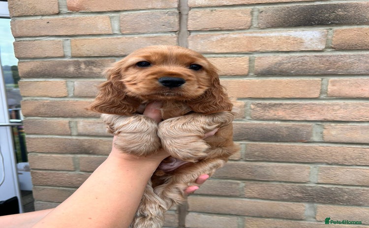 Cocker Spaniel dogs - Advert 1