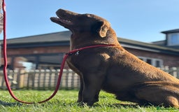 Labrador Retriever dogs for sale: 8 gorgeous chocolate/yellow girl & boy lab pups  - Image 23