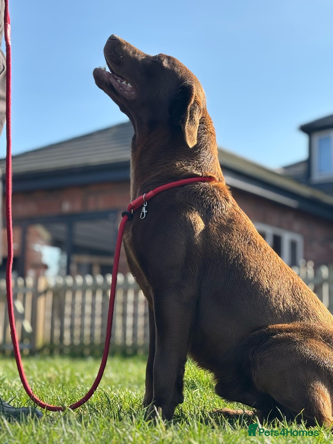 Labrador Retriever dogs for sale: 8 gorgeous chocolate/yellow girl & boy lab pups  - Image 23