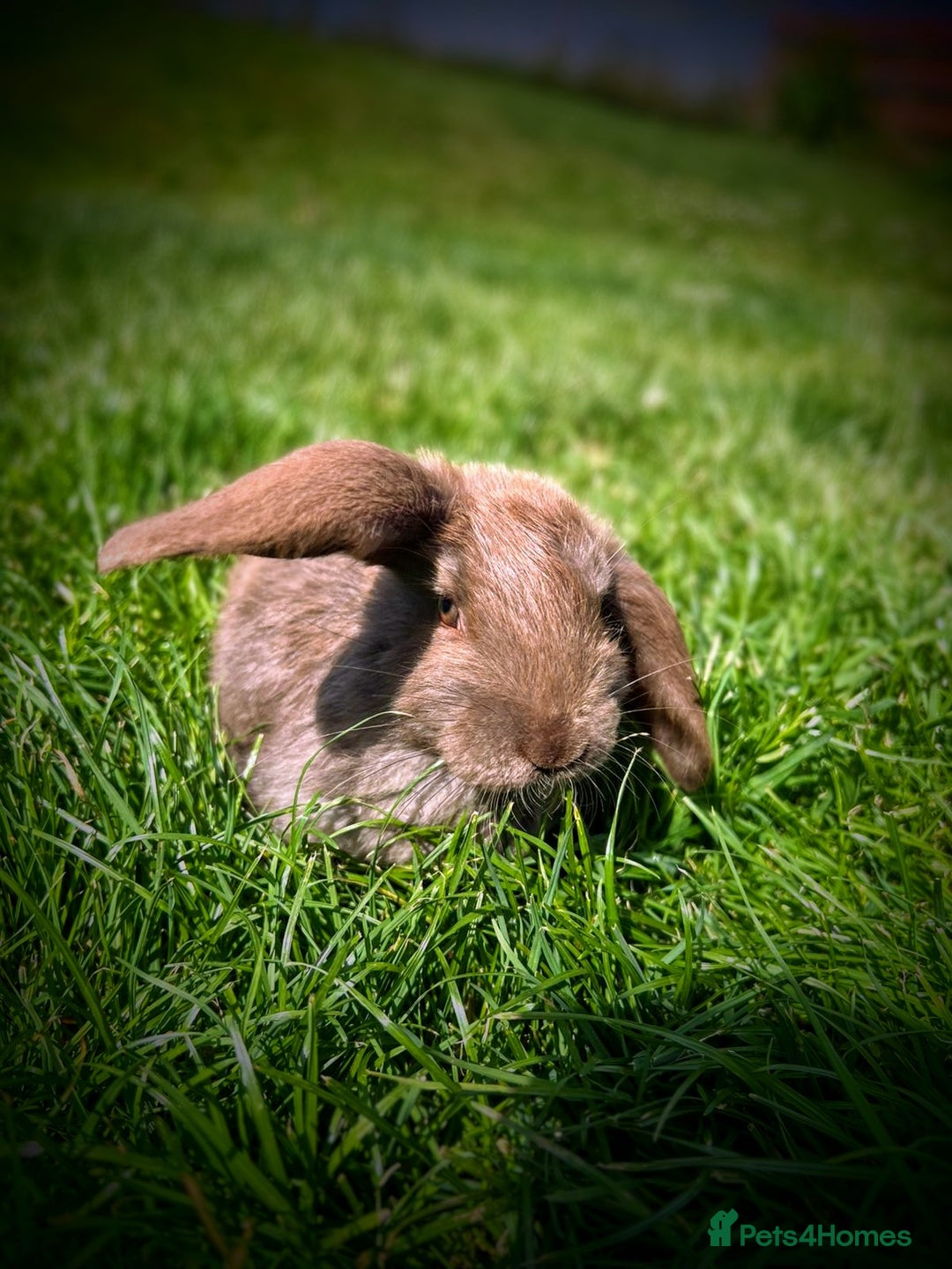French Lop rabbits for sale: French Lop Rabbits  - Image 2