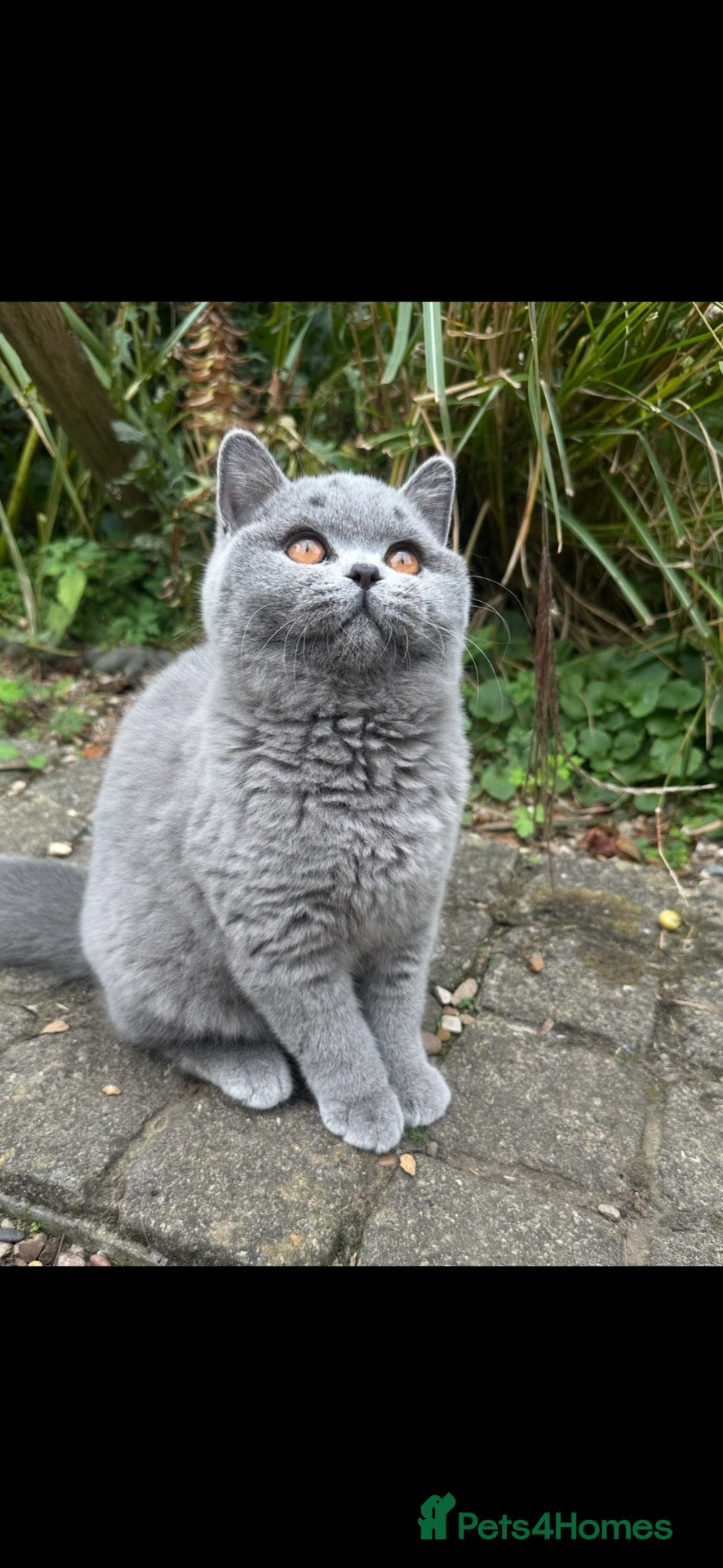 British Shorthair cats Two Remaining!  - Advert 2