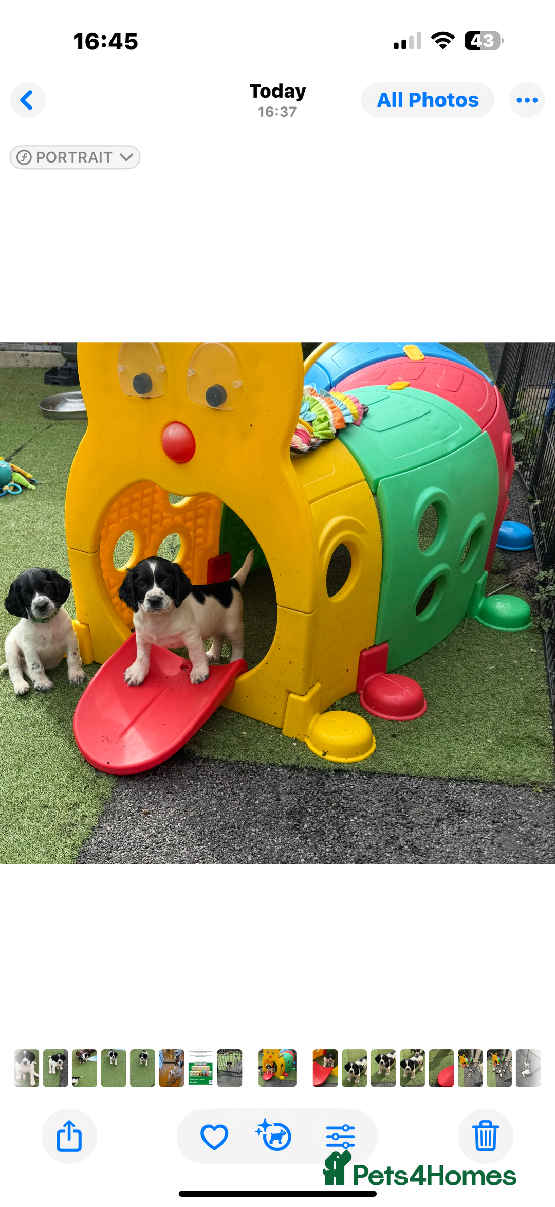 English Springer Spaniel dogs for sale: Stunning kc reg dna tested  - Image 4