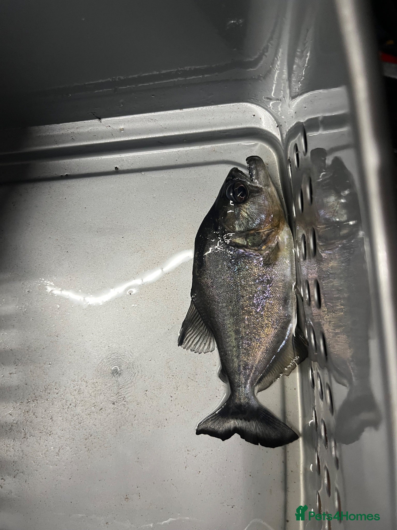 Piranhas fish Black piranha serrasalmus gibbus  - Advert 1