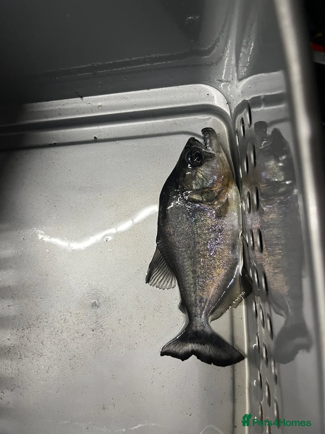 Piranhas fish for sale: Black piranha serrasalmus gibbus  - Advert 1