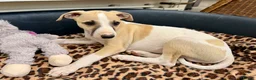 Whippet dogs for sale: READY TO GO - Healthy, well-bred, KC Whippet pups - Advert 18