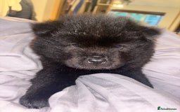 Chow Chow dogs for sale: Merle Chow Chow Pups 🐻 - Image 38