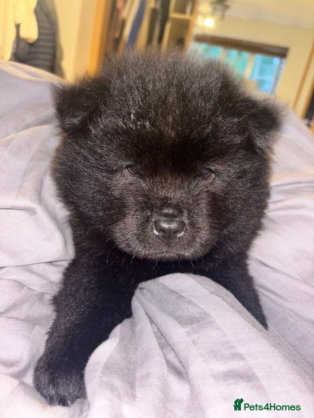 Chow Chow dogs for sale: Merle Chow Chow Pups 🐻 - Image 38