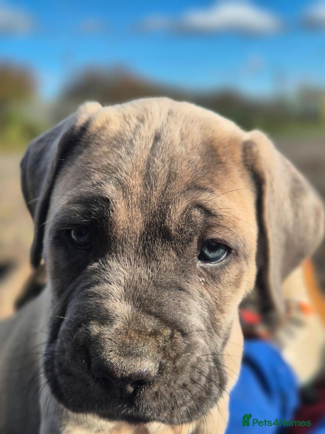 Cane Corso dogs for sale: Class Corsos  - Advert 11