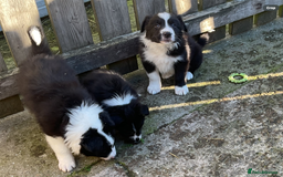 Border Collie dogs for sale: Border Collie puppies  - Image 4