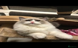 Ragdoll cats for stud: Active Gccf Blue bi Ragdoll in Grantham - Image 4