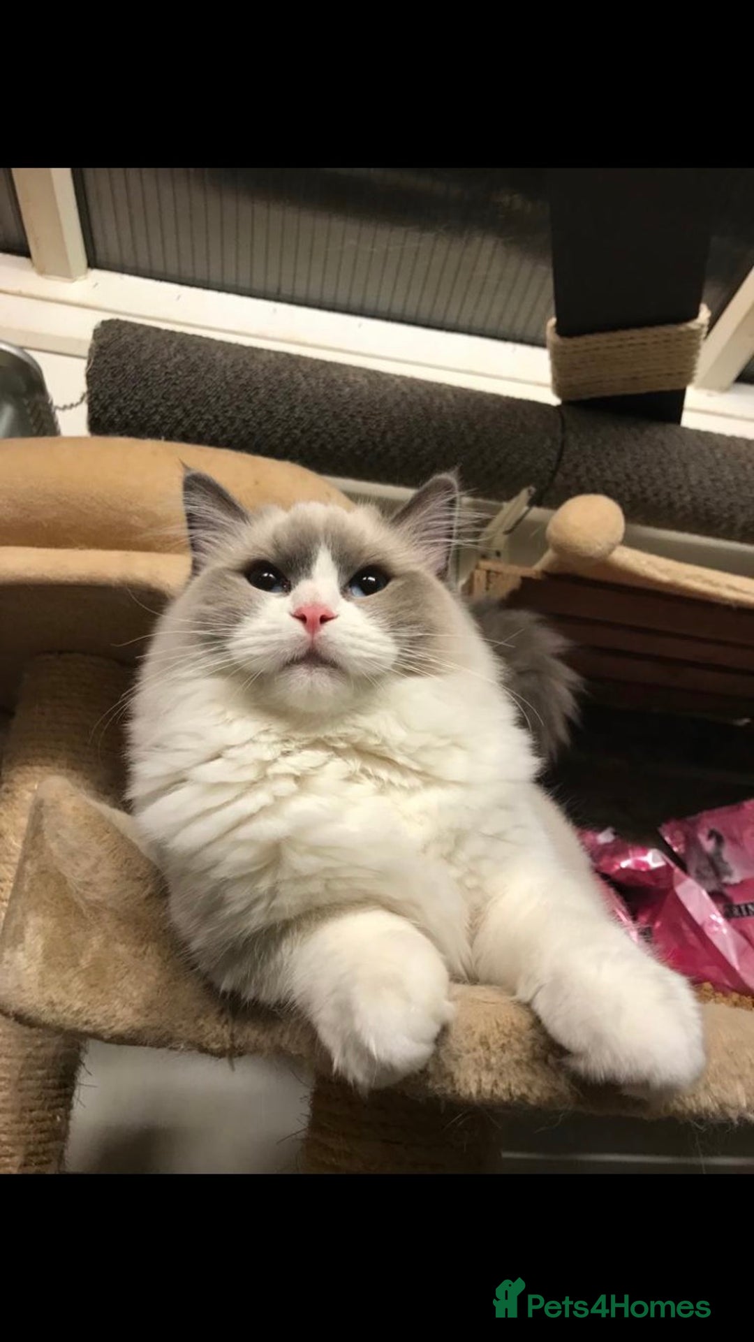 Ragdoll cats for stud: Active Gccf Blue bi Ragdoll in Grantham - Image 4
