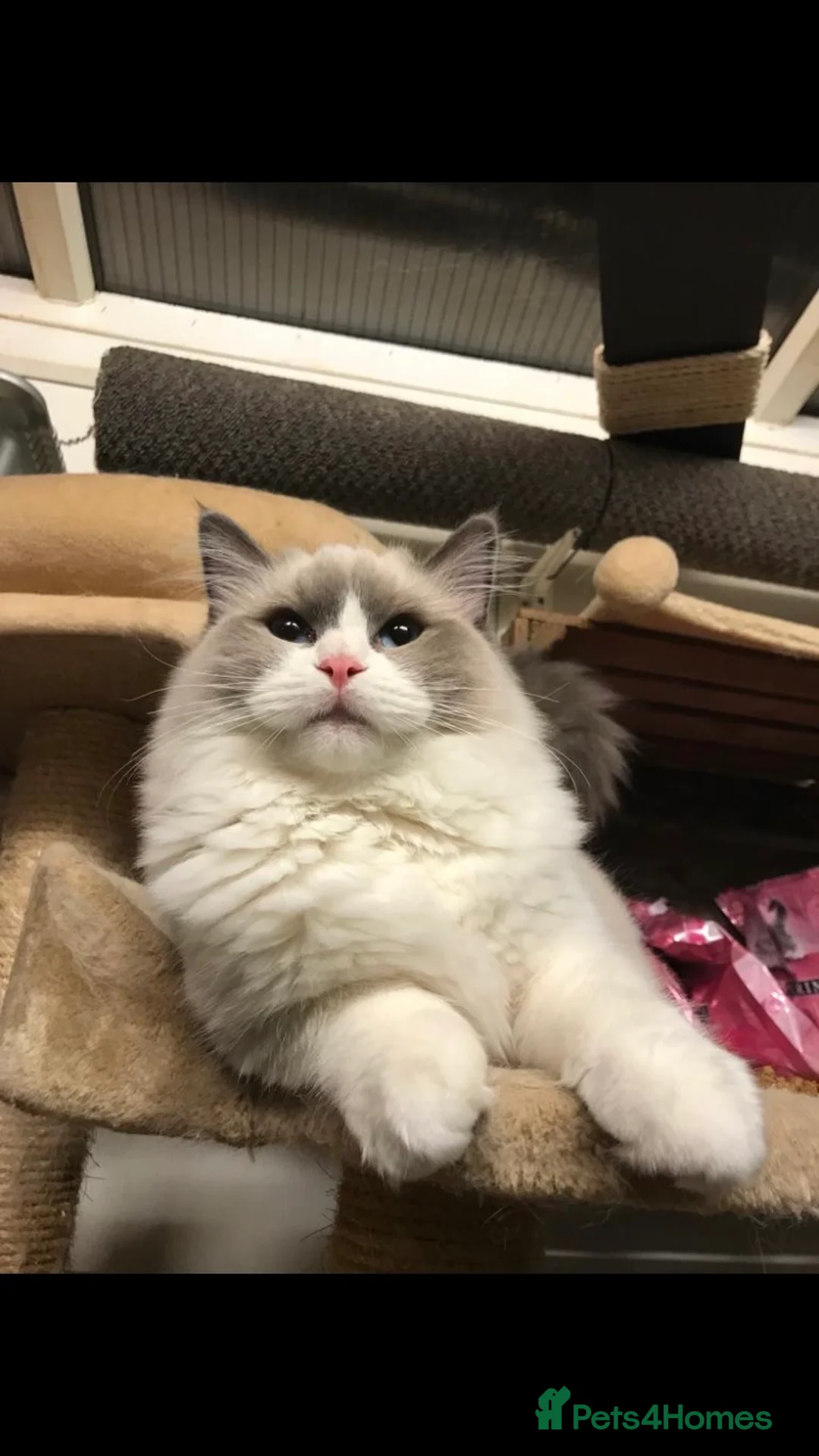 Ragdoll cats for stud: Active Gccf Blue bi Ragdoll in Grantham - Advert 4