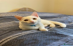 American Shorthair cats for sale: 5-Month American Shorthair Kitten - Advert 1