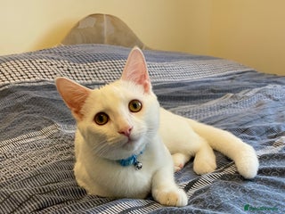 American Shorthair cats for sale: 5-Month American Shorthair Kitten - Advert 1