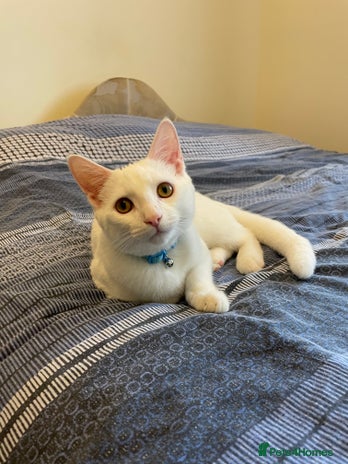 American Shorthair cats 5-Month American Shorthair Kitten - Advert 1