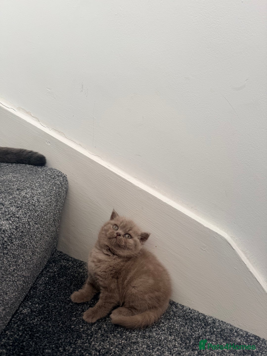 British Shorthair cats for sale: Lilac British shorthair  - Advert 2