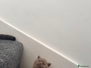 British Shorthair cats Lilac British shorthair - Advert 4