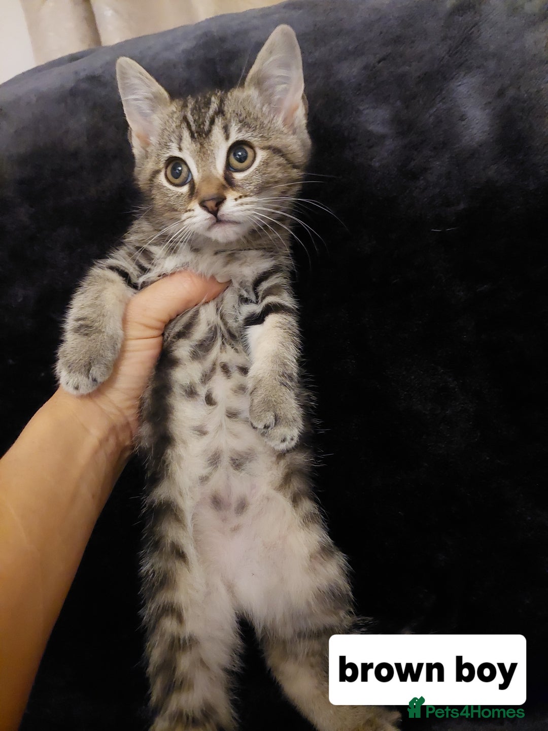 Mixed Breed cats for sale: Beautiful siver tabby kittens  - Image 4