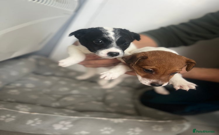 Jack Russell dogs - Advert 1