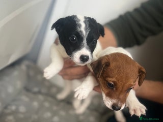 Jack Russell dogs - Advert 20