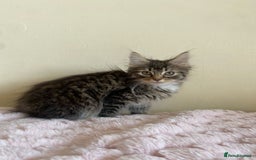 Maine Coon cats for sale: Maine Coon Cross Female Kitten  - Image 14