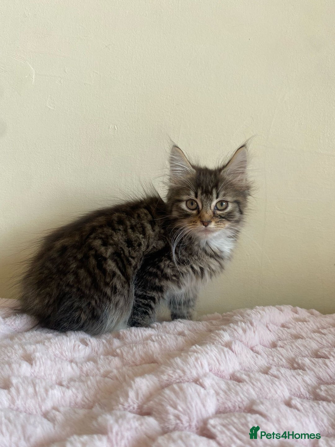 Maine Coon cats for sale: Maine Coon Cross Female Kitten  - Image 14