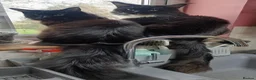 Maine Coon cats for sale: Much-Loved Tuxedo Maine Coons Seeking New Homes in Horncastle - Advert 2