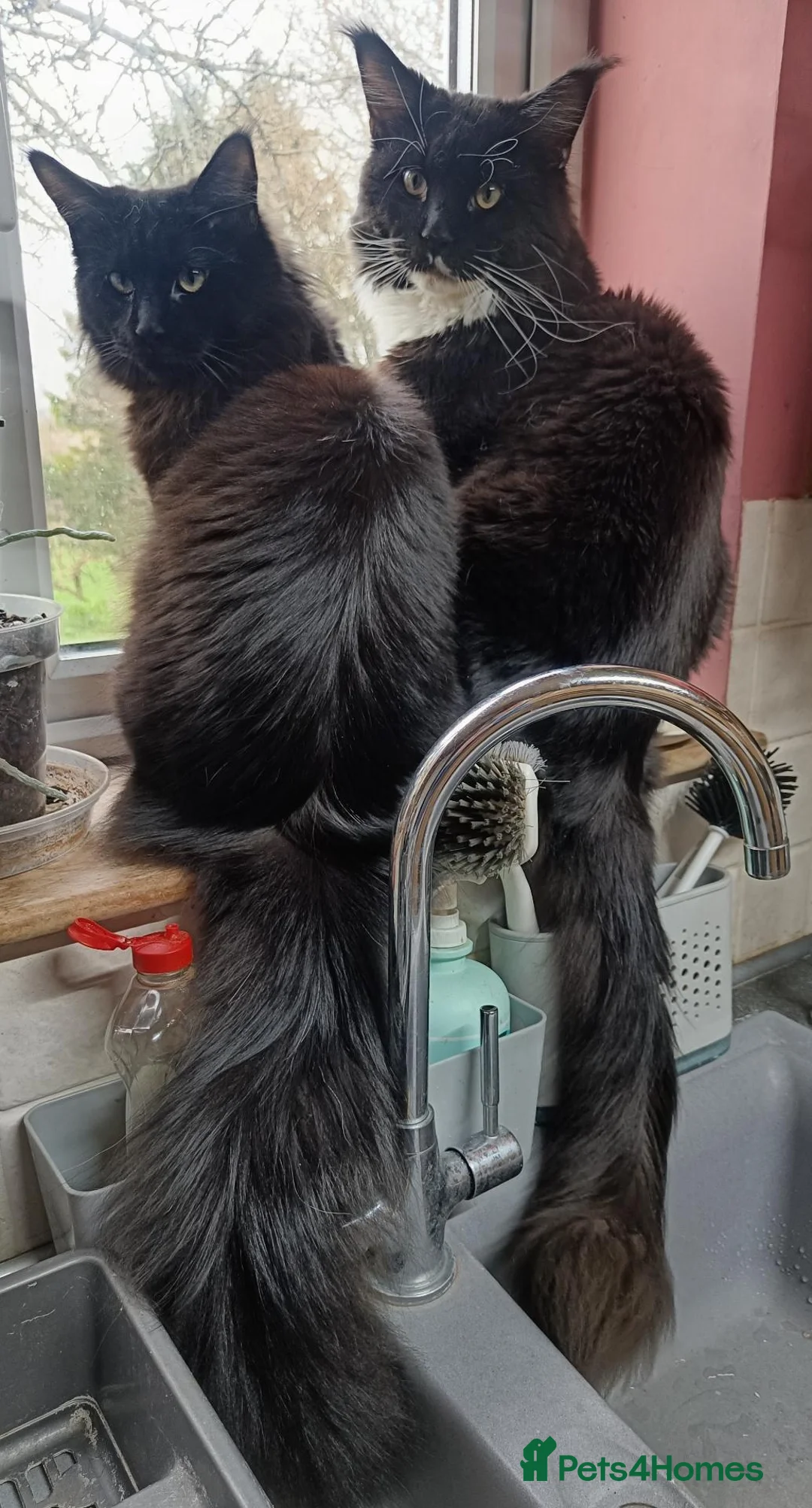Maine Coon cats for sale: Much-Loved Tuxedo Maine Coons Seeking New Homes in Horncastle - Advert 2