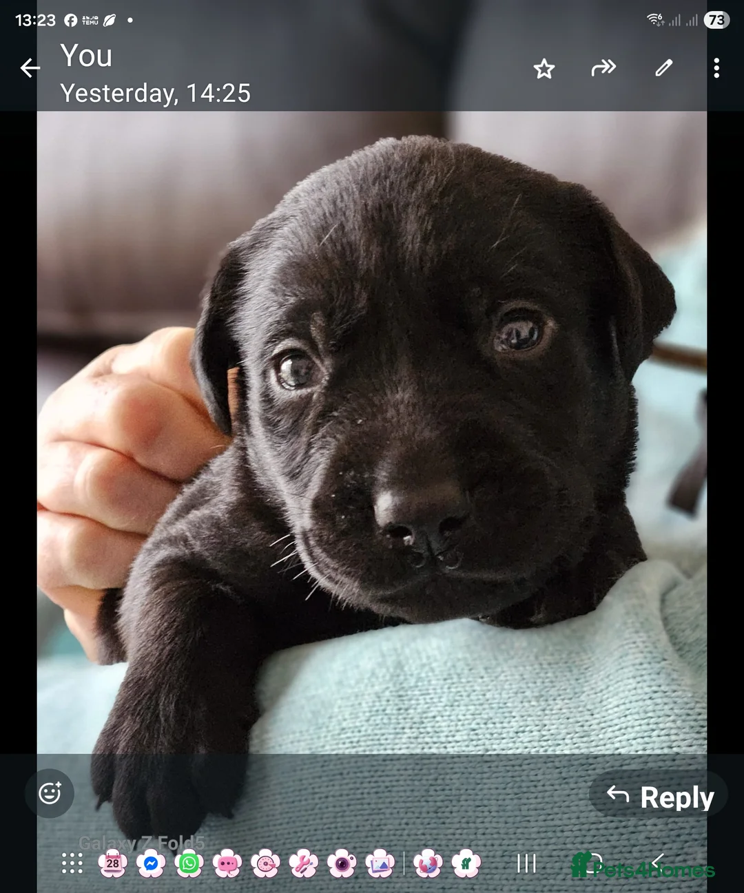 Labrador Retriever dogs for sale: Stunning RKC Litter - Advert 3